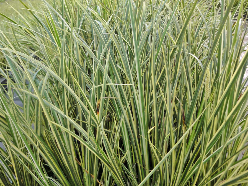 Preview: weißgestreifter Kalmus - Acorus calamus Variegatus